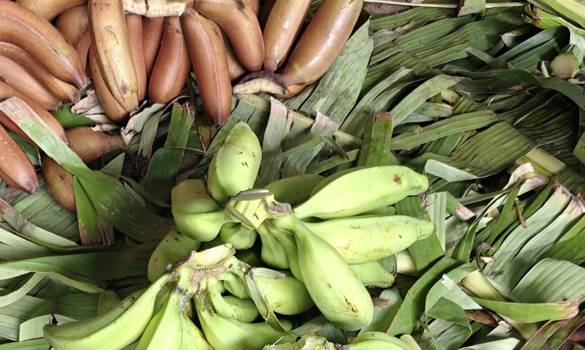 Red and green banana varieties at Union Plantain Mundy, Bengaluru