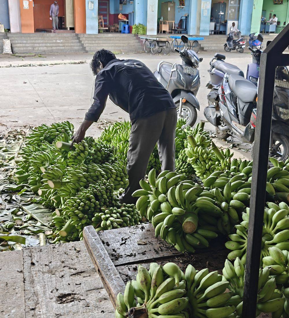 Sorting arriving fruit by variety and grade at the yard