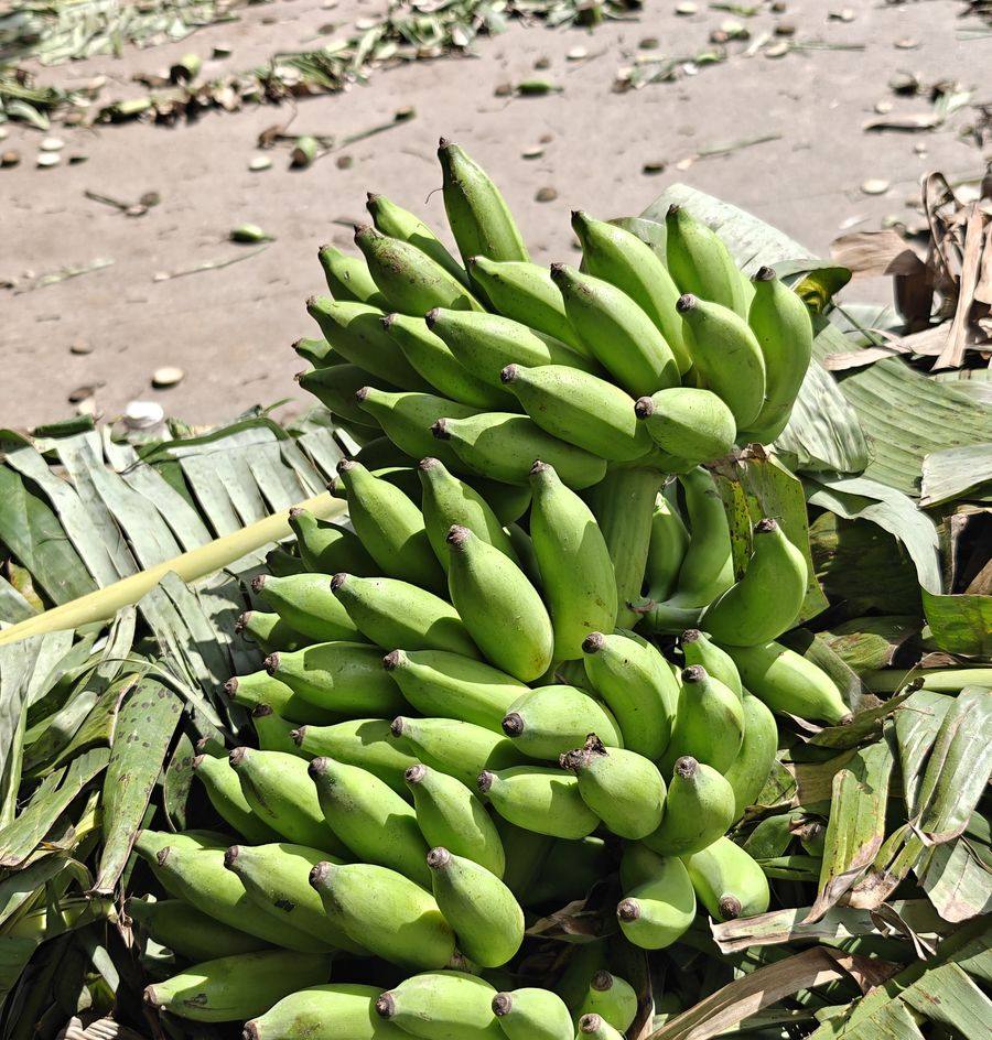 Yelakki bananas