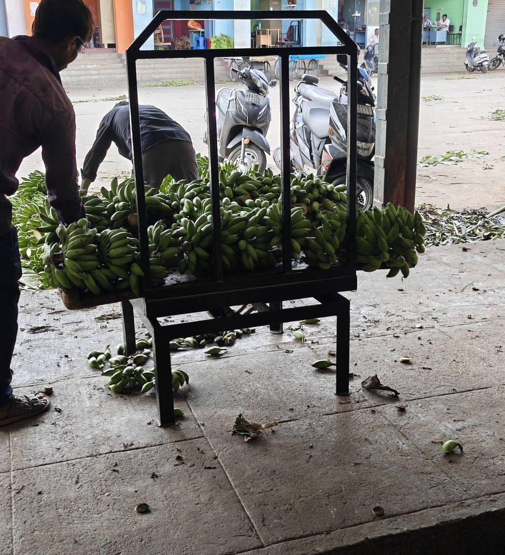 Weighing and grading fruit on the yard floor